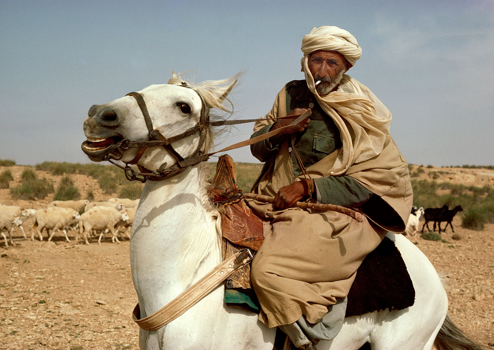 Berber Horseman, Algeria
