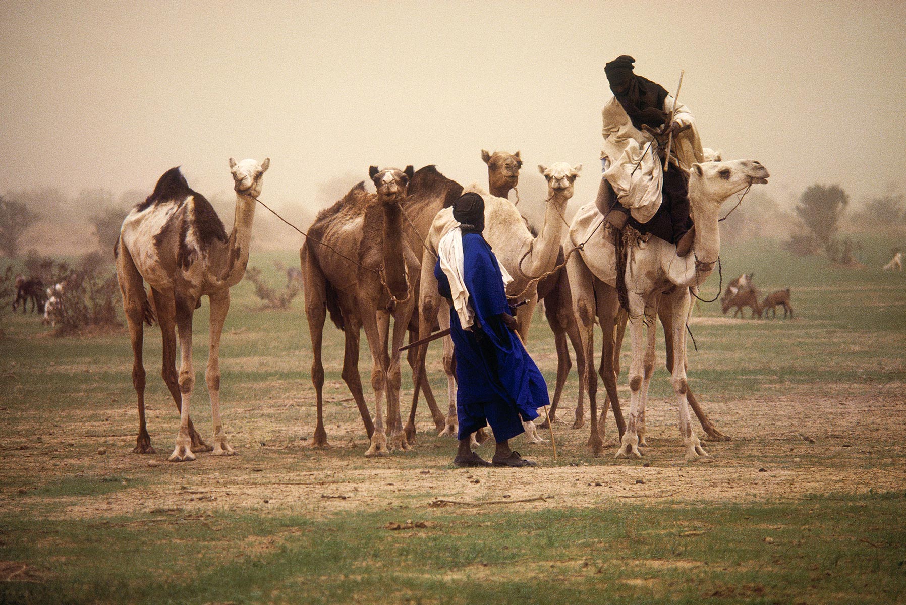 Tuaregs on the Tenere