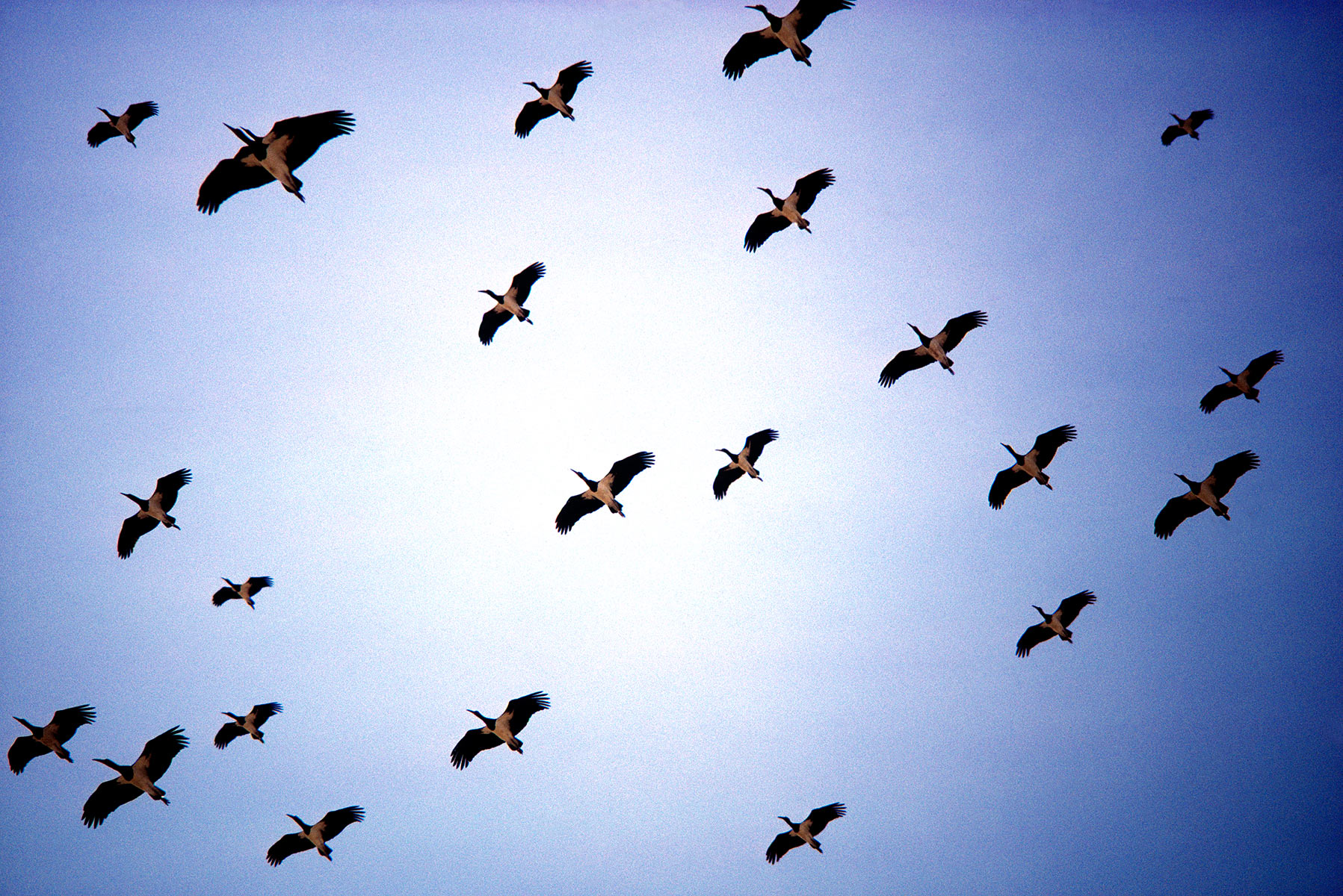 Storks, Lake Naivasha