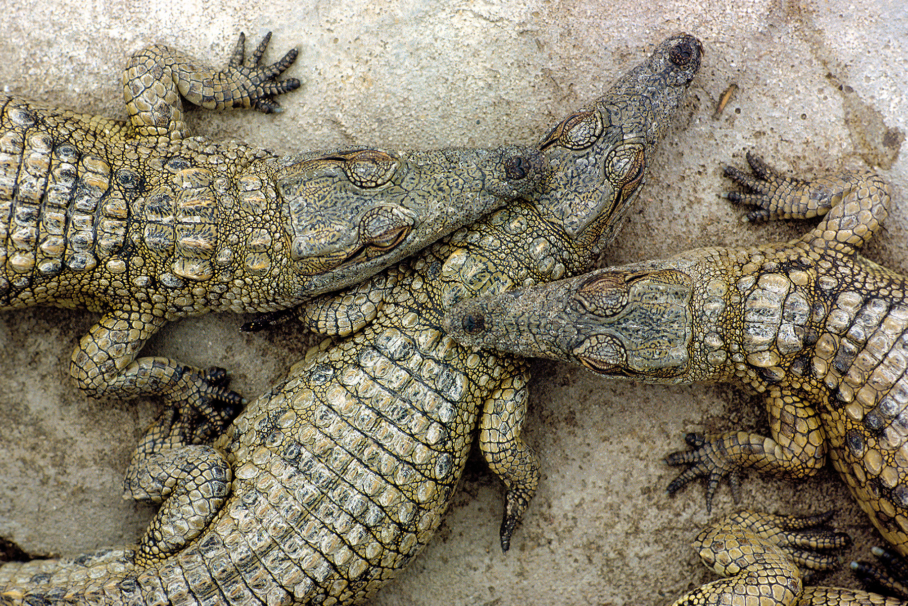 Nile Crocs, South Africa